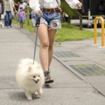 軽井沢を散歩するポメラニアン