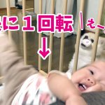 【悲劇】ポメラニアンと遊ぶ赤ちゃんが！豪快に１回転したらさすがに泣くよね？？