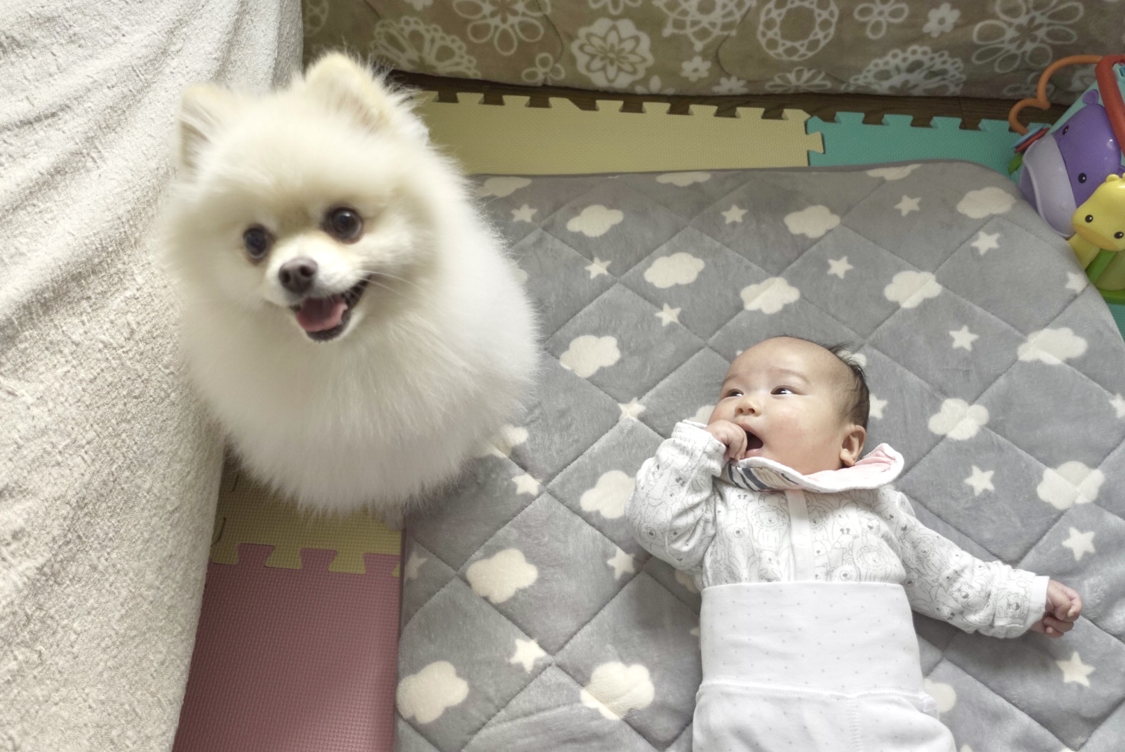 ベビーシッターを頼んだら犬がやって来た 今日のジャスミン ポメラニアンと娘の成長記